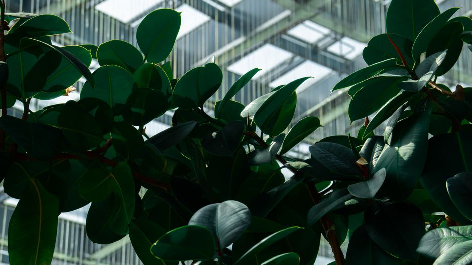 Close-up of lush green leaves against a modern architectural background, creating a vibrant nature and urban contrast.