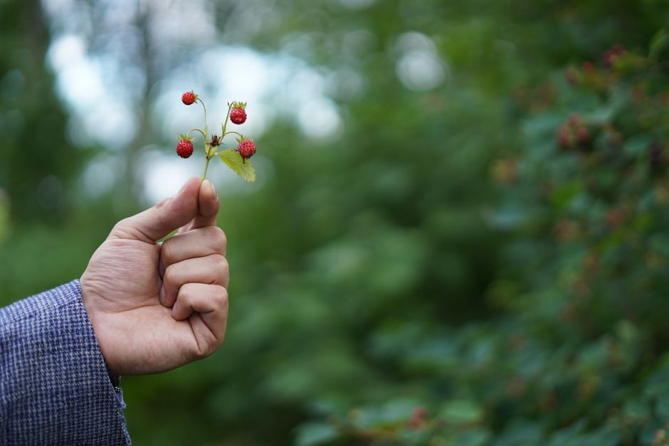 Urban Foraging Guide: How to Safely Wildcraft in the City