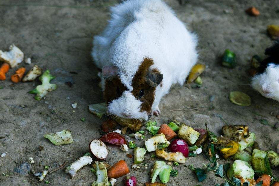 A cute guinea pig nibbling on assorted vegetables and fruits outdoors.