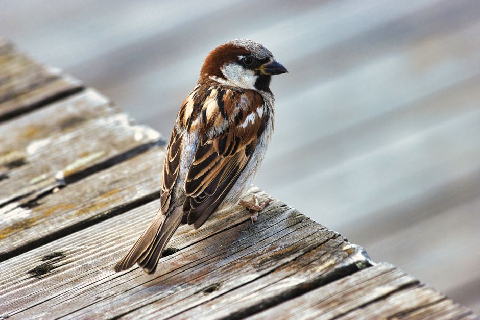 Close-up of a sparrow perched on a rustic wooden surface in winter, Tønsberg, Norway.