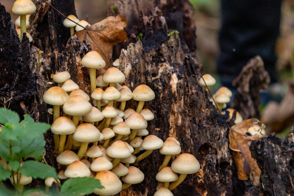 Close-up of wild mushrooms growing on a decaying tree stump in the forest.