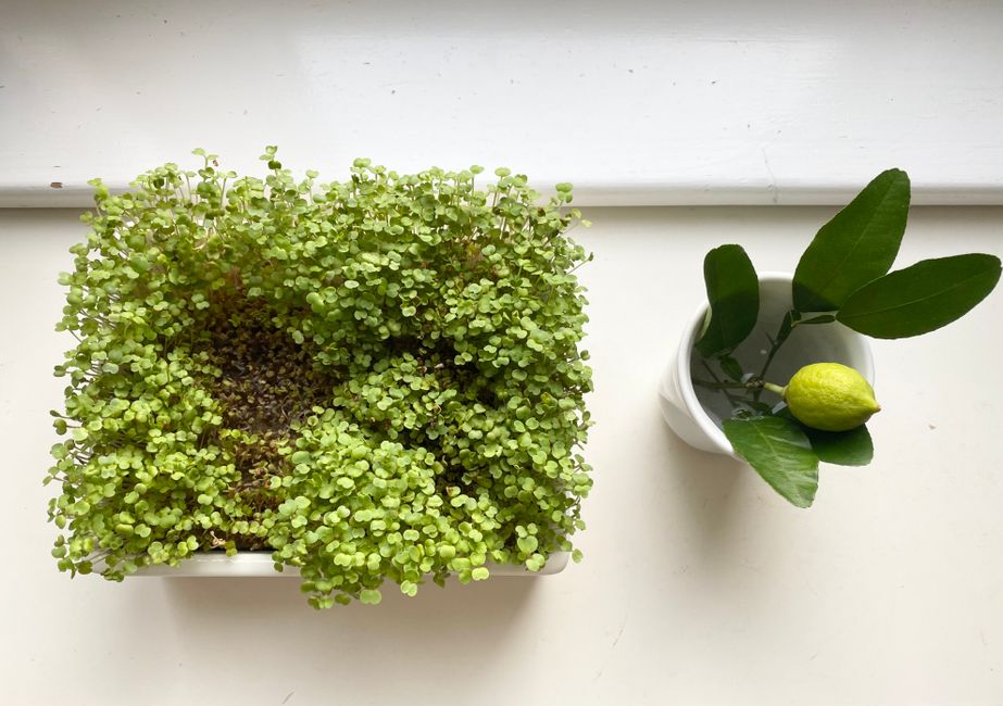 How to Grow Microgreens at Home: A Step-by-Step Guide