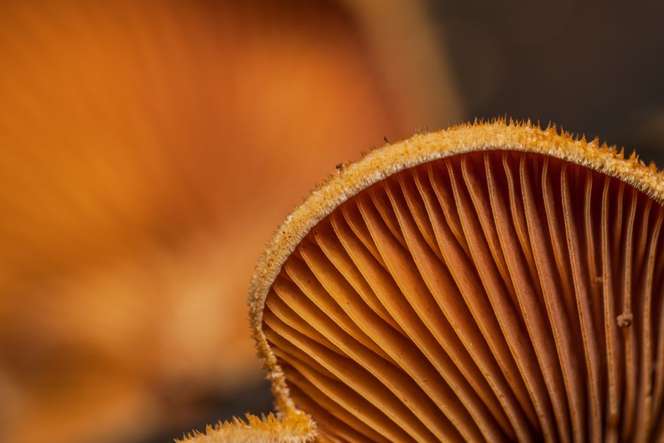Detailed macro of orange mushroom gills showcasing texture and pattern.