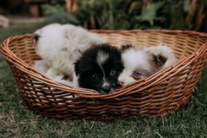 Charming photo of fluffy puppies cuddled in a wicker basket on grass, perfect for pet lovers.