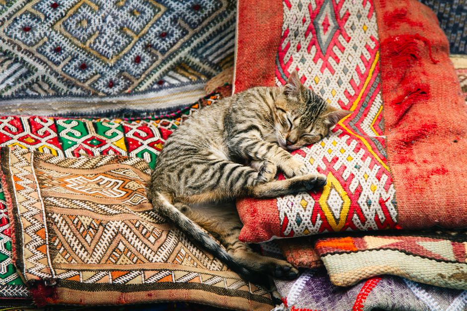 A tabby cat peacefully sleeping on vibrant Moroccan rugs in Chefchaouen.