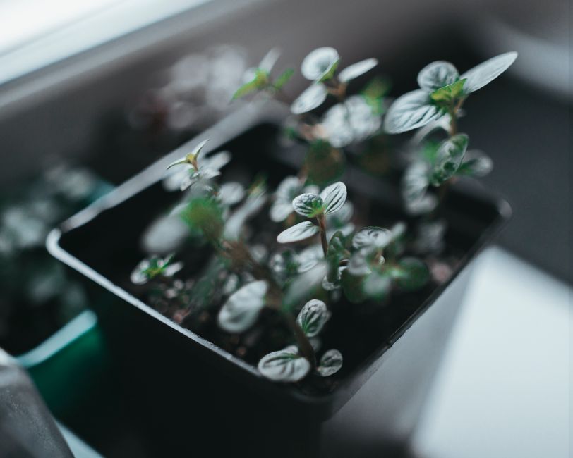 A macro shot of a small indoor herb plant in a pot with blurred background.