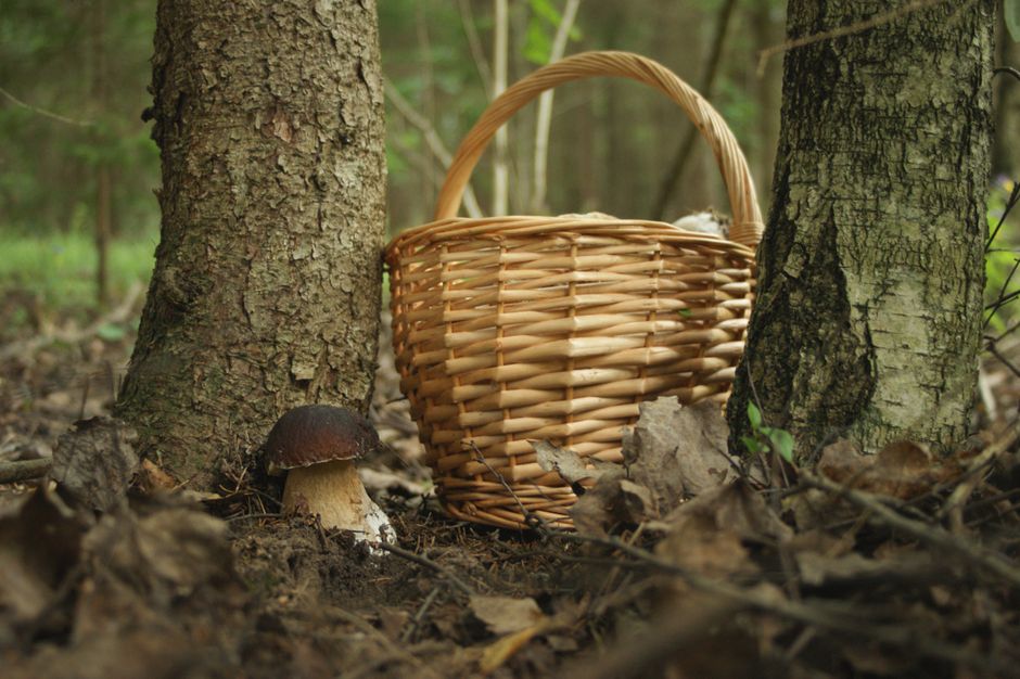 A wicker basket and wild mushroom in a serene forest setting. Perfect for nature themes.
