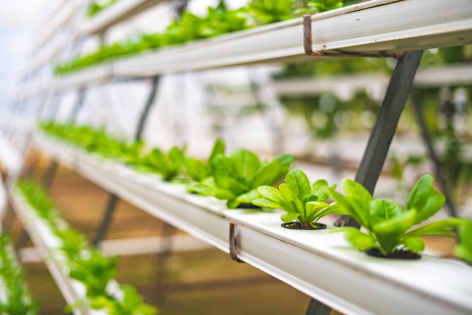 Vertical Aquaponics: Sustainable Indoor Gardening for Apartments
