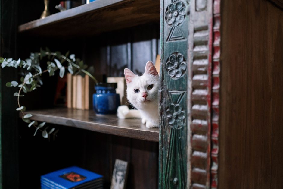 Charming white cat curiously peeking from a cozy indoor bookshelf setting.
