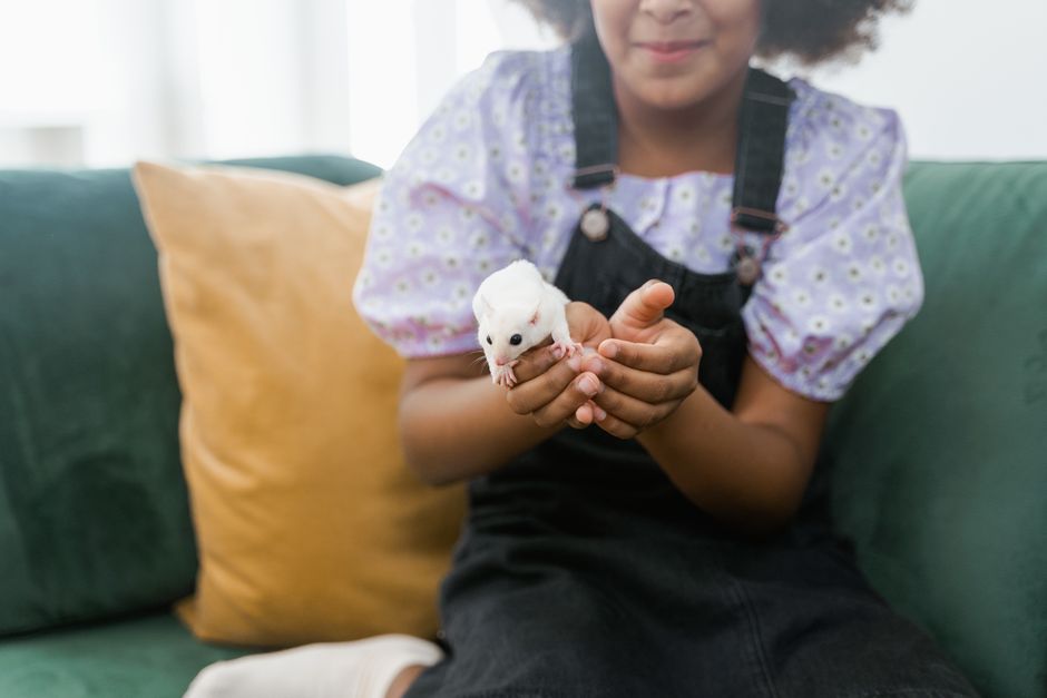 A smiling girl gently holding a sugar glider on a sofa indoors, showcasing a moment of joy and curiosity.