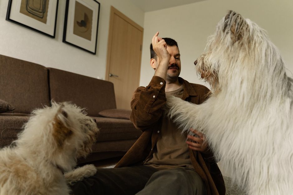A man enjoys playful interaction with two fluffy dogs in a cozy living room setting.