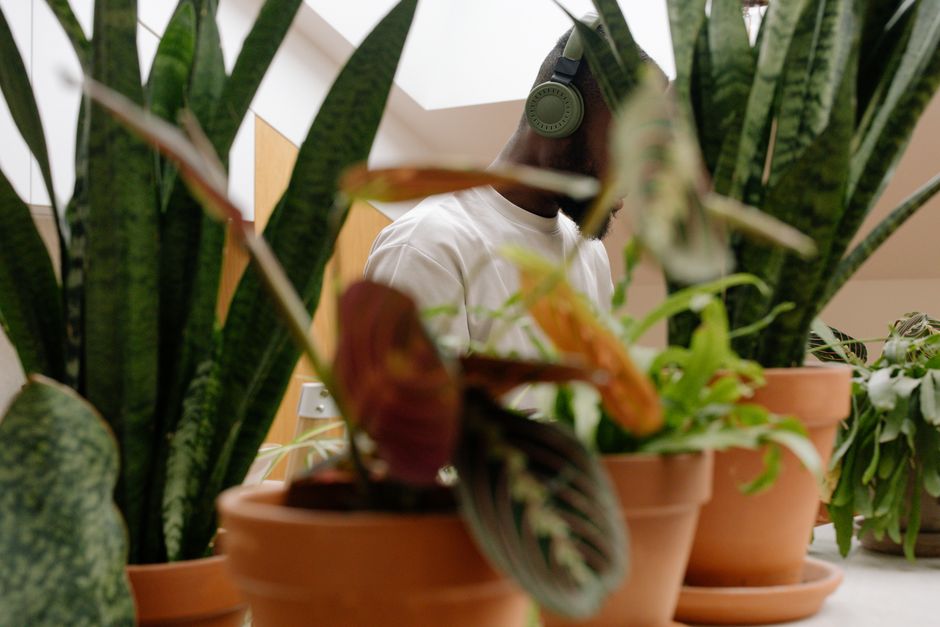 Young man with headphones among various houseplants in terracotta pots.